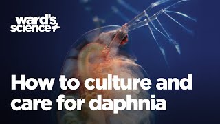 Caring and Culturing for Daphnia [upl. by Aimo]