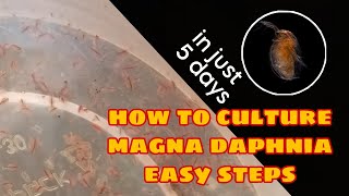 How to Culture Magna Daphnia Easily [upl. by Dabney]