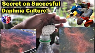 How to Culture Daphnia Successfully [upl. by Cherianne]