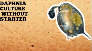 HOW TO CULTURE DAPHNIA NATURALLY WITHOUT A STARTER [upl. by Nnaeitak]