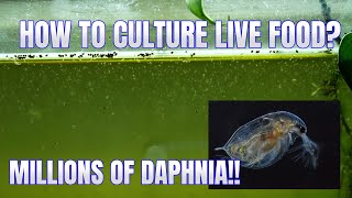 How to Culture Daphnia Secret Method to Breed MILLIONS  Simply Aquatic [upl. by Shalna198]