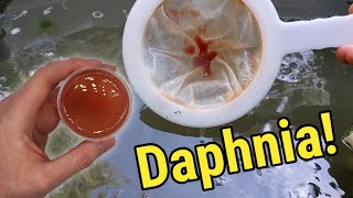 How I Culture Daphnia In Outdoor Tubs [upl. by Atinrahc]