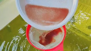 How to culture daphnia  Daphnia culture  How to grow daphnia outdoor [upl. by Remsen]