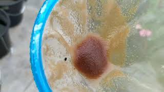 How to culture daphnia moina in a small container Part 1 English Subtitle [upl. by Ennaitsirk]