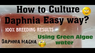 Daphnia MagnaHow to Culture Daphnia Easy wayCulturing Daphnia using Green water Daphnia [upl. by Karisa]