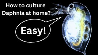 BEST Live Fish Food Beginner guide How to Culture Daphnia at home [upl. by Adnylg]