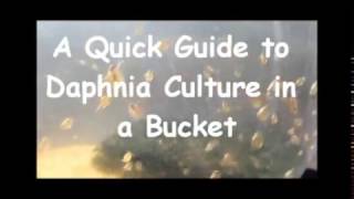 How to culture daphnia outside [upl. by Guyon628]