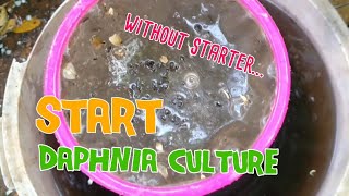 How to culture daphnia moina the easy way 1  Starting the Daphnia culture [upl. by Aneladgam]