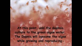 Daphnia  How to grow daphnia in your home [upl. by Llewxam]