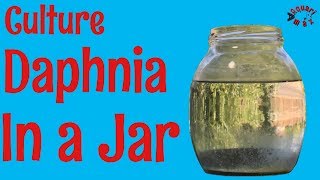 How to Culture Daphnia in a Jar [upl. by Toth30]