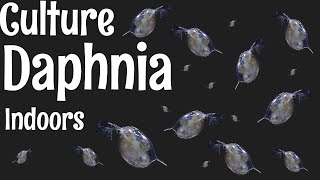 How to Culture Daphnia [upl. by Annaig]