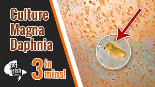 How to culture DAPHNIA MAGNA  The easy way [upl. by Eudocia541]