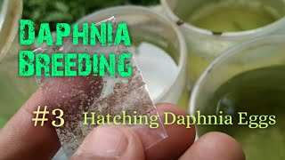 Daphnia Culture made simple and easy 3  Hatching Daphnia eggs [upl. by Egiaf256]