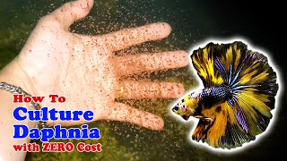 How to Culture Daphnia with ZERO Cost  Unlimited Live Food For Our Fish [upl. by Ydisahc]