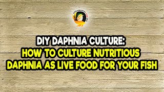 DIY Daphnia Culture How to Culture Nutritious Daphnia as Live Food for Your Fish [upl. by Ssew531]