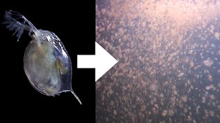 How I Culture Daphnia [upl. by Niarfe]