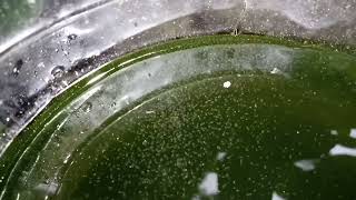 DAPHNIA MOINA CULTURE IN A SMALL BUCKET [upl. by Pittel]