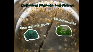 How To Culture Daphnia and Moinas using Green Water Spirulina powder [upl. by Ellirehs]