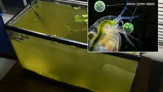 Raising Daphnia for the Freshwater Aquarium [upl. by Nerraj]