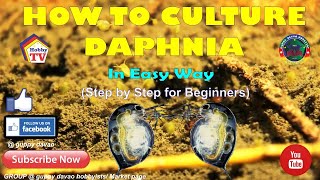 HOW TO CULTURE DAPHNIA In Easy Way [upl. by Suisyola363]